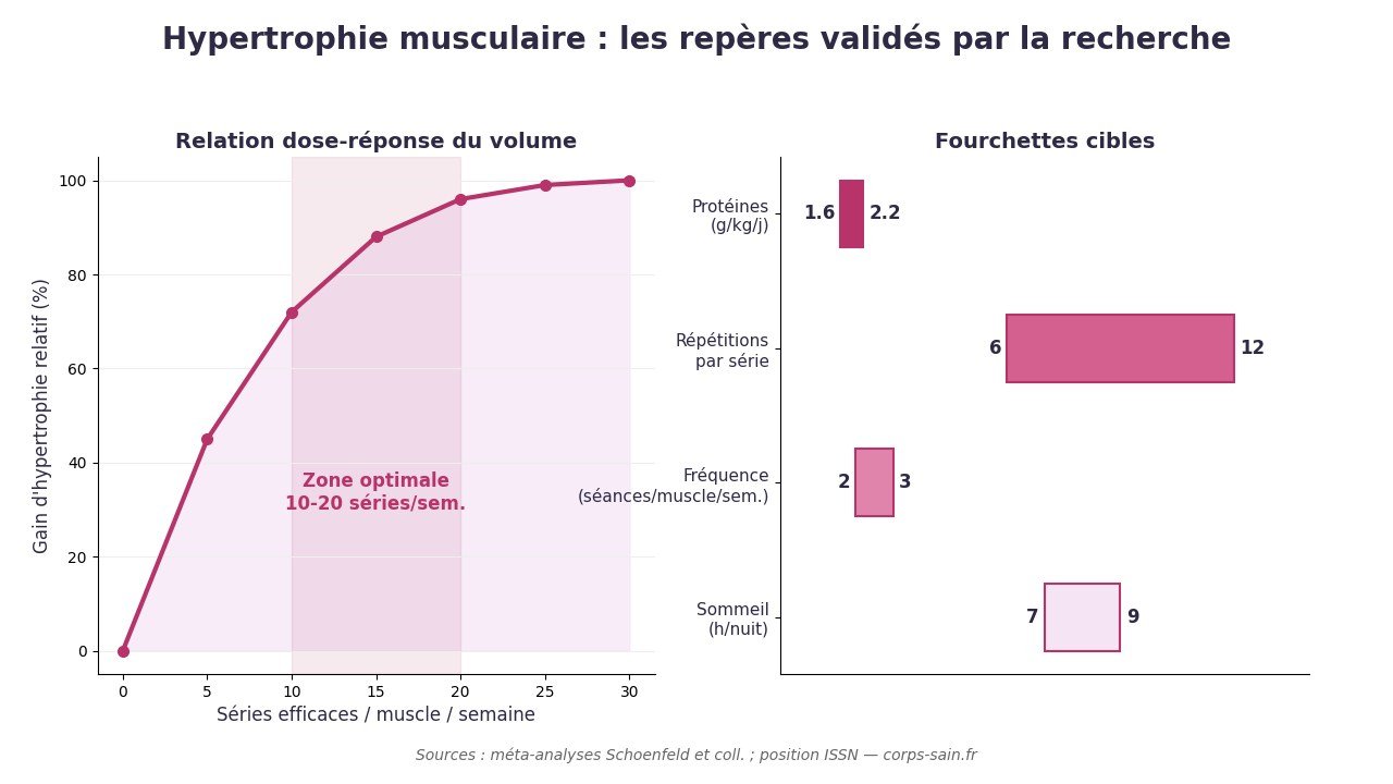 Infographie : les 3 piliers de l'hypertrophie musculaire et les fourchettes de volume, intensité et protéines recommandées