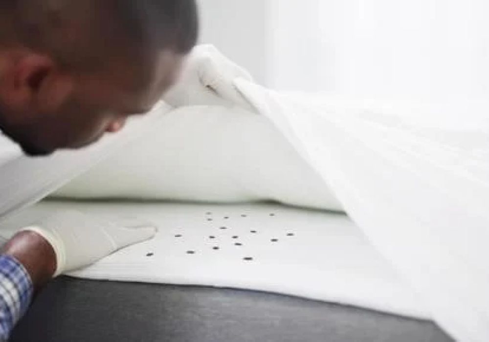 Impact des punaises de lit sur les matelas : guide complet pour les détecter et s'en débarrasser