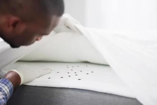 Impact des punaises de lit sur les matelas : guide complet pour les détecter et s'en débarrasser