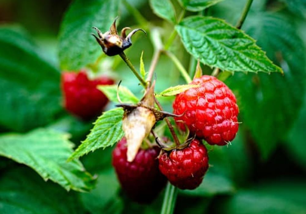La Framboise: Un Allié Naturel pour Votre Régime
