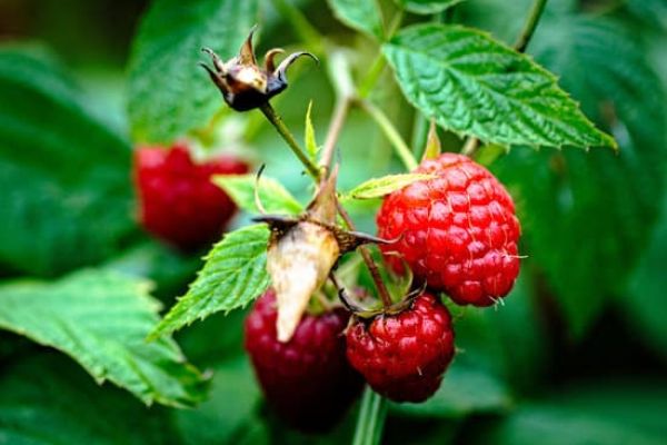 La Framboise: Un Allié Naturel pour Votre Régime