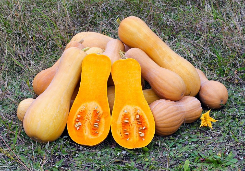 La magie du butternut : couleurs, ambiance et saveurs d'automne