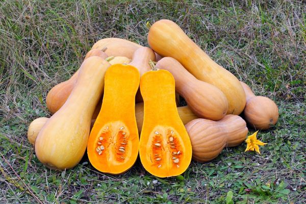 La magie du butternut : couleurs, ambiance et saveurs d'automne