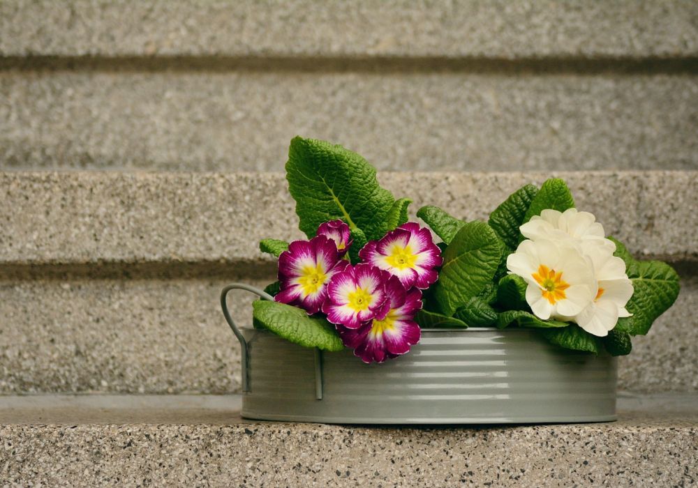 La primevère, une fleur aux mille couleurs qui annonce le printemps