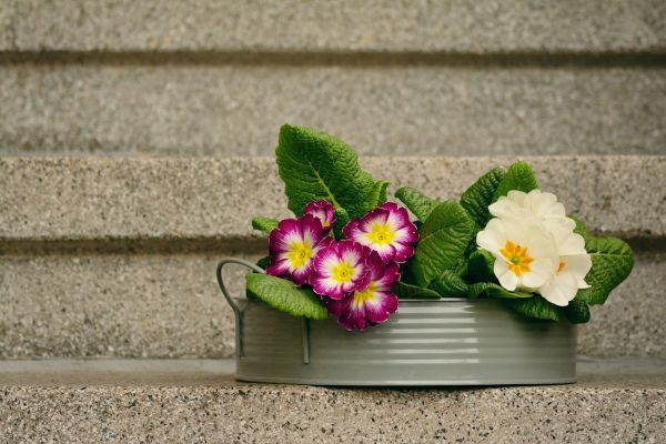 La primevère, une fleur aux mille couleurs qui annonce le printemps