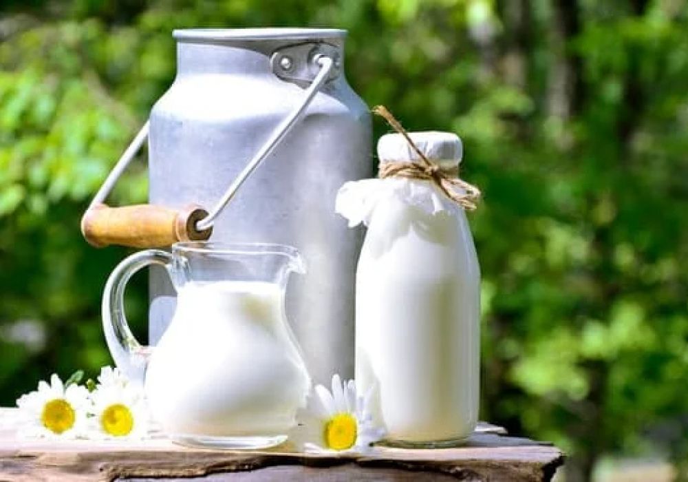 Lait protéiné : lait de vache et lait végétal