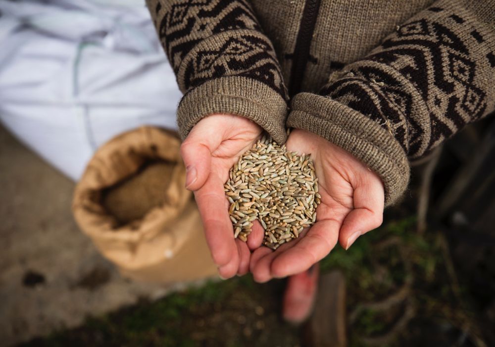 L'épeautre : la céréale ancestrale aux multiples bienfaits