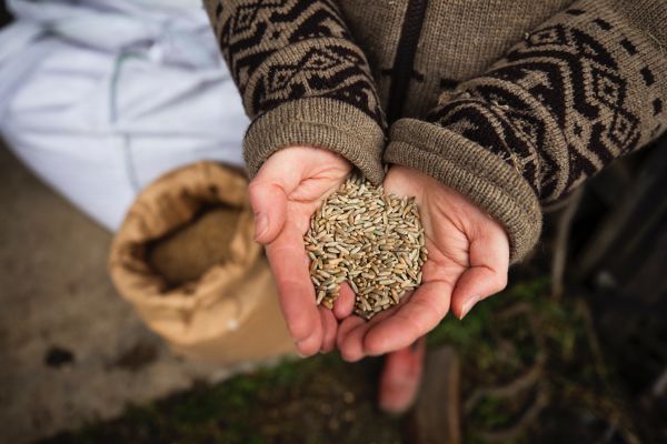 L'épeautre : la céréale ancestrale aux multiples bienfaits