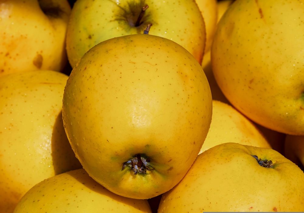 Pomme golden : bienfaits, valeurs nutritives et caractéristiques