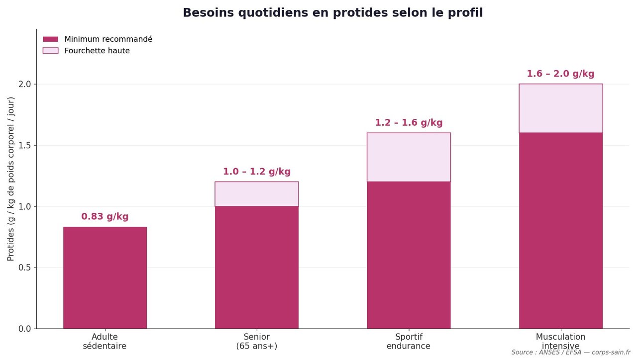 Infographie : besoins en protides par jour selon le profil (sédentaire, sportif, senior)