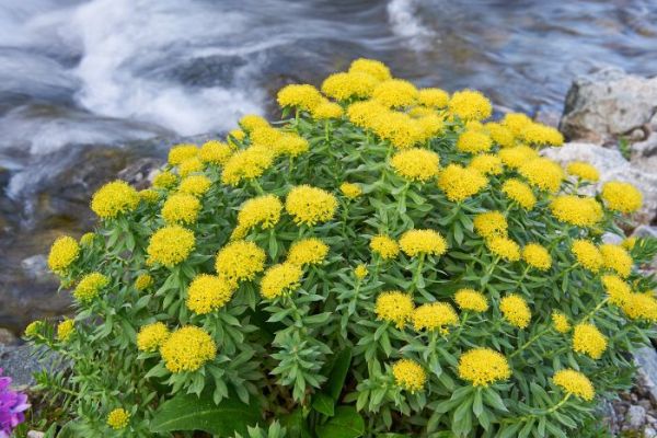 Rhodiole safran : une combinaison puissante pour réduire le stress et l'anxiété