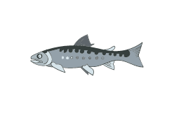 poissons crus