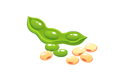 légumineuses